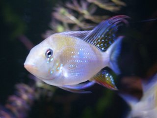 Acarichthys heckelii