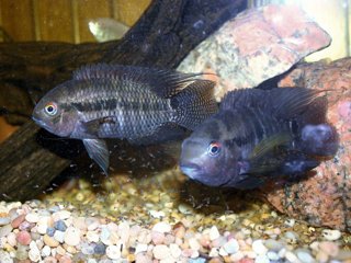 Aequidens portalegrensis