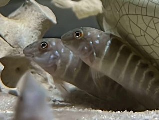 Eretmodus cyanostictus