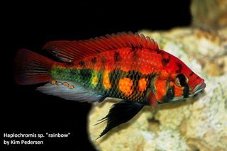 Haplochromis sp. 'rainbow'