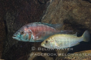 Haplochromis rubescens