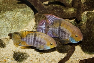 Amatitlania sajica