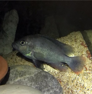 Haplochromis scheffersi
