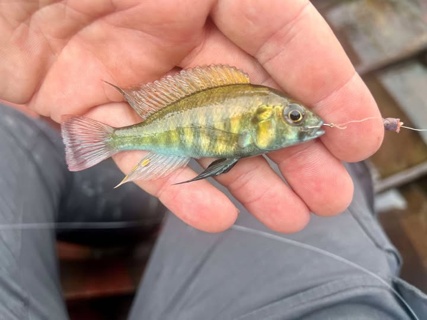 Haplochromis yellow Ndurwa