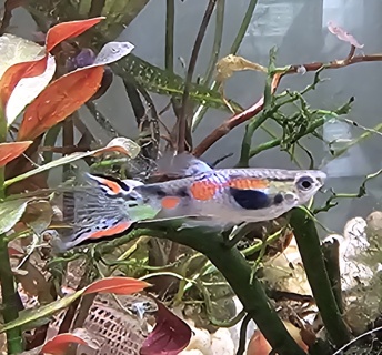 Poecilia wingei "Endler's livebearer" (Black Bar Butterfly)