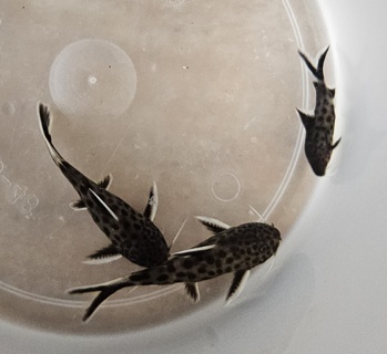 Synodontis Petricola