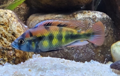 Xystichromis sp. "Kyoga Flameback"