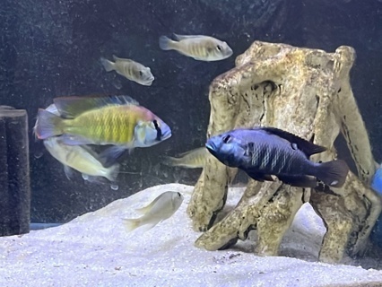 Thoracochromis pharyngalis