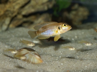 Lamprologus ocellatus "Black Bangwe"